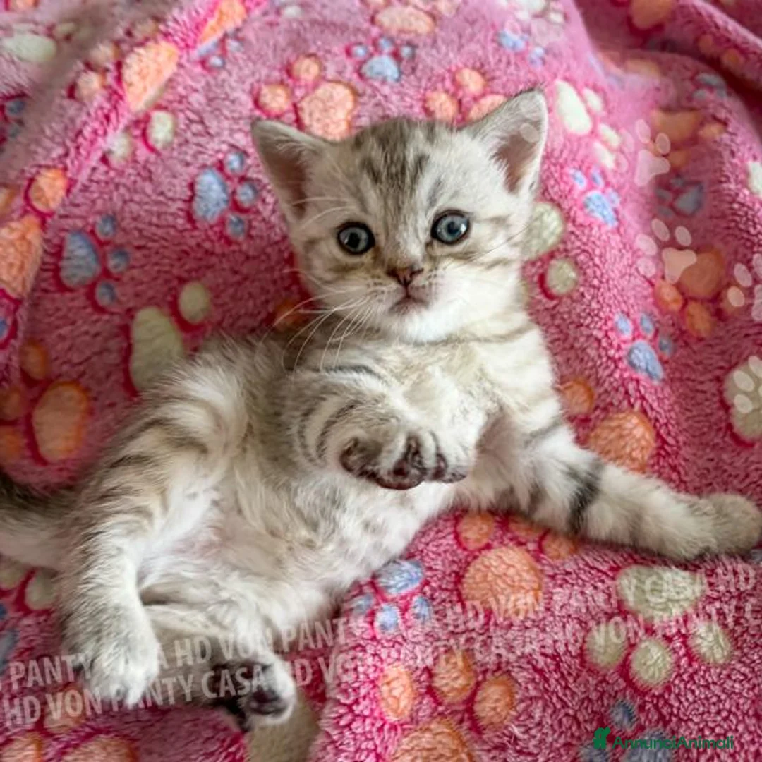 Scottish gatti in vendita: Cuccioli Scottish Fold e Straight con Pedigree - Annuncio 1