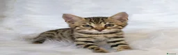 Savannah gatti in vendita: Cuccioli Savannah F6 a Città metropolitana di Catania - Annuncio 4