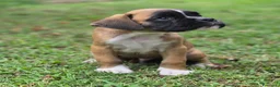 Boxer cani in vendita: Boxer cuccioli - Annuncio 2