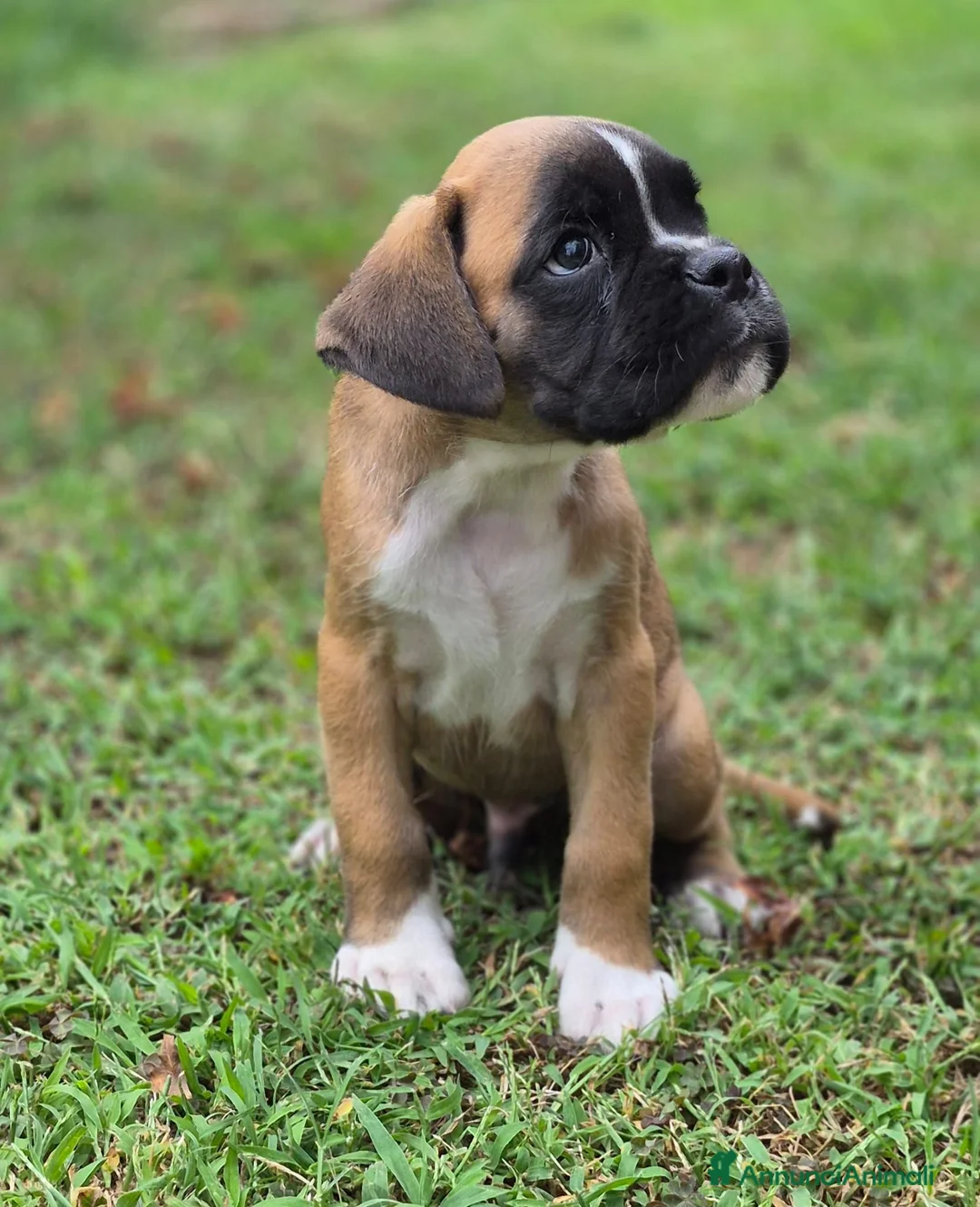 Boxer cani in vendita: Boxer cuccioli - Annuncio 2