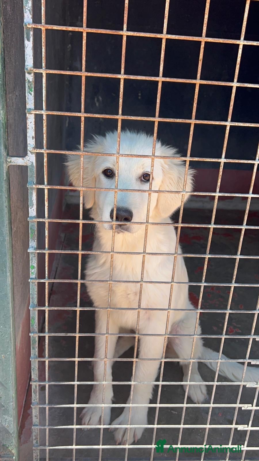 Meticcio cani Salvia dolcissima cucciolona in canile si dispera - Annuncio 16