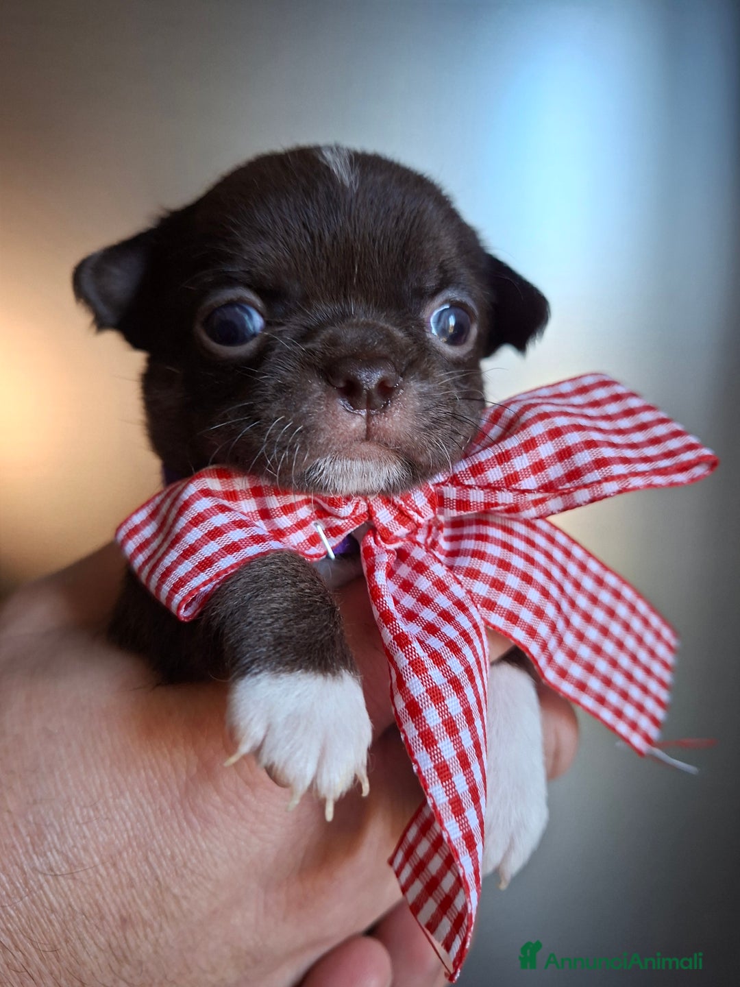 Chihuahua cani in vendita: Chihuahua pelo lungo tg mini  - Annuncio 4