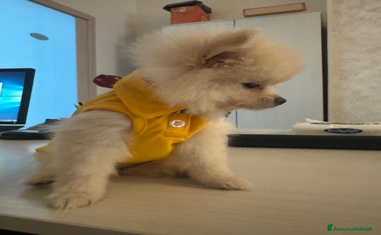 Volpino Pomerania cani - Annuncio 7