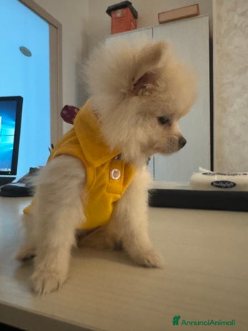 Volpino Pomerania cani Volpino Pomerania - Annuncio 7