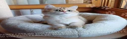 Scottish gatti in vendita: Cuccioli Scottish Straight - Annuncio 12