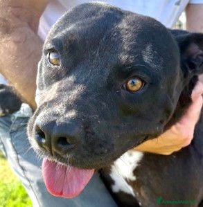 Pitbull cani JESSY, Cuore di pitt - Annuncio 2