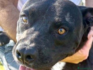 Pitbull cani JESSY, Cuore di pitt - Annuncio 13