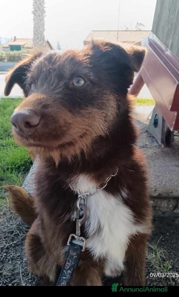 Meticcio cani Ciro 2anni e 1/2 fulvo occhi ambra,INVISIBILE! SUD - Annuncio 1