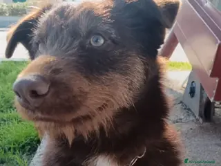 Meticcio cani Ciro 2anni e 1/2 fulvo occhi ambra,INVISIBILE! SUD - Annuncio 7