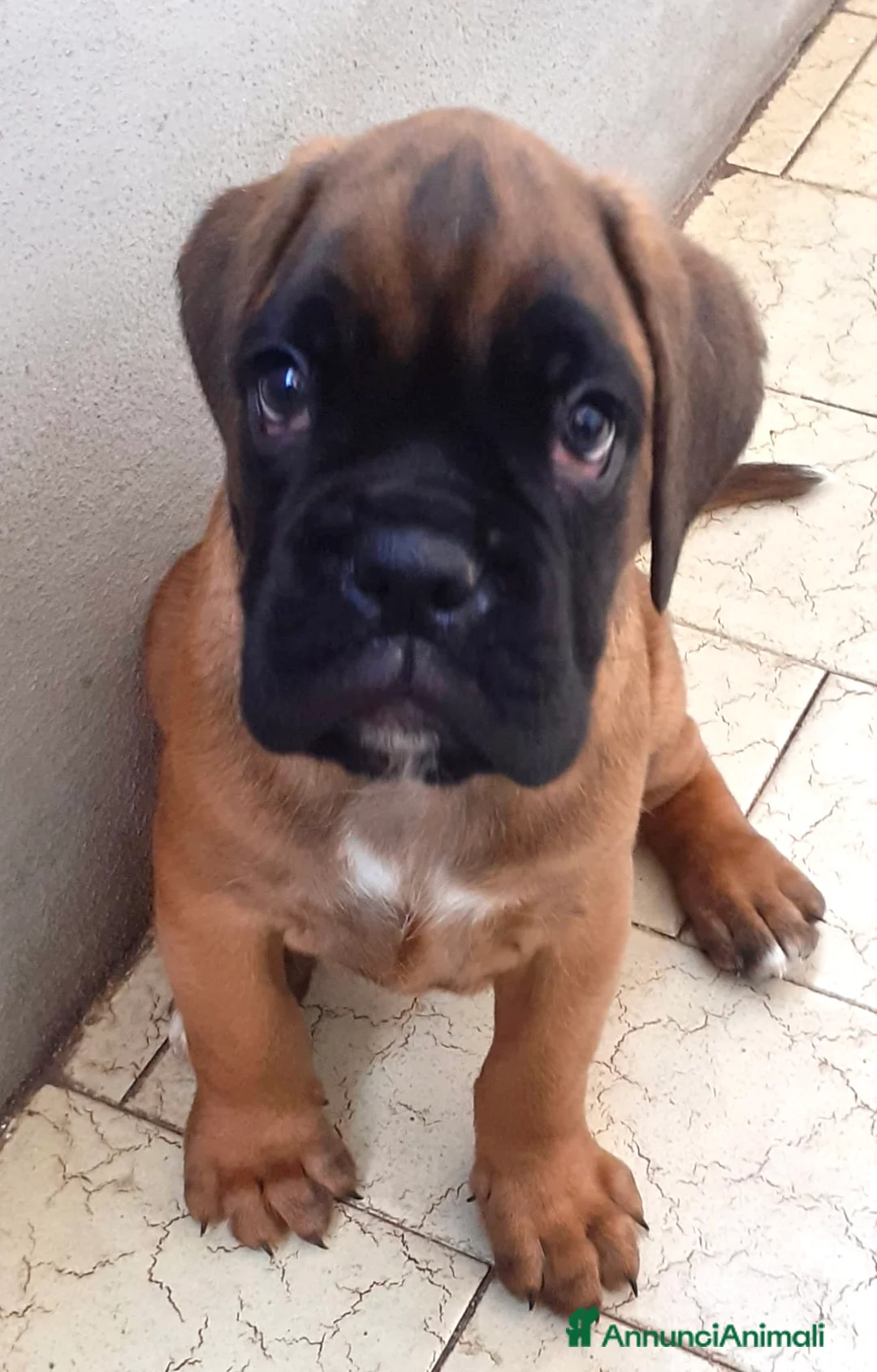 Boxer cani in vendita: BOXER CUCCIOLO FULVO  - Annuncio 1