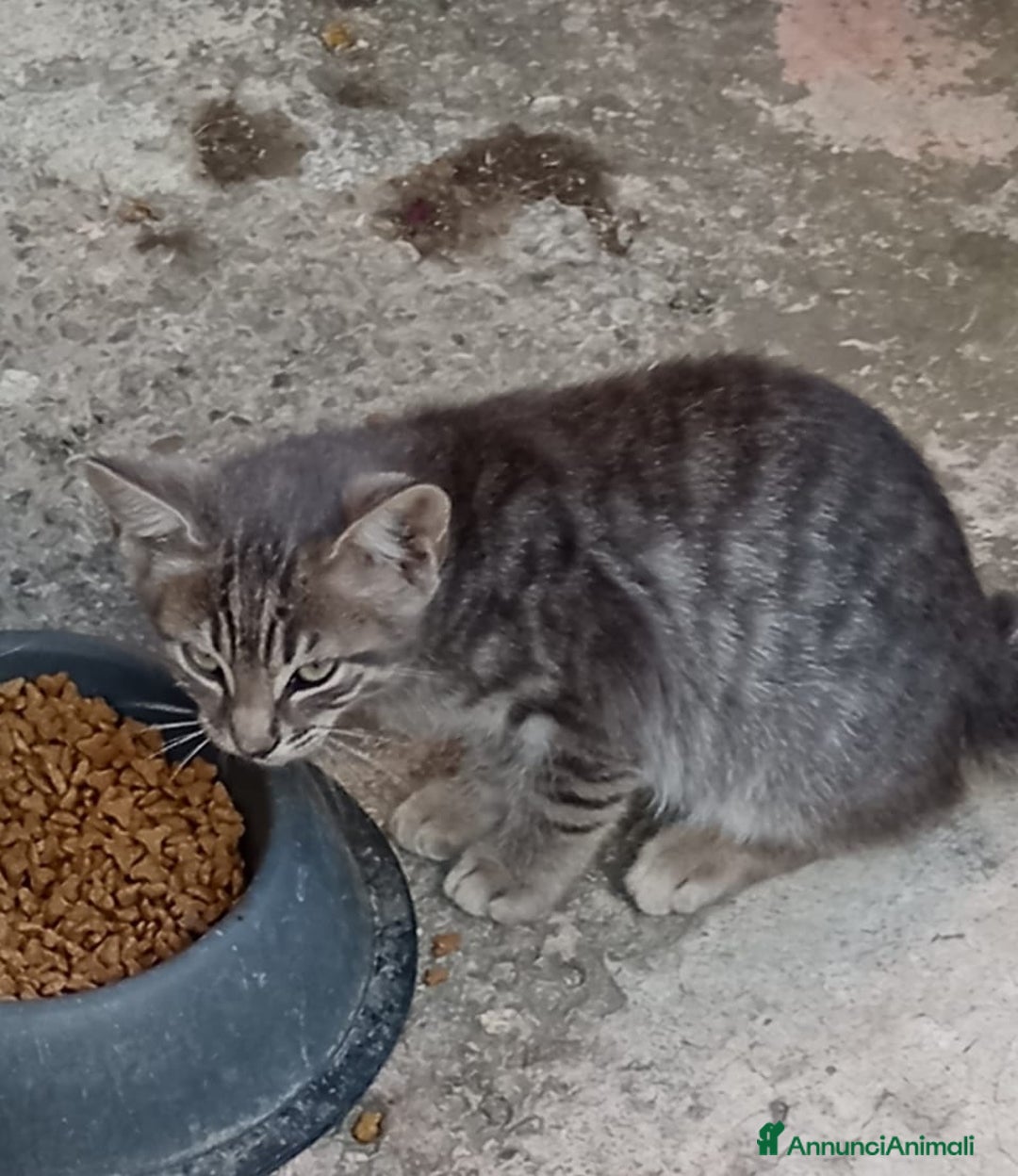 Altre razze gatti in regalo: Gatti e gatte di 2 mesi a Provincia di Pisa - Immagine 10