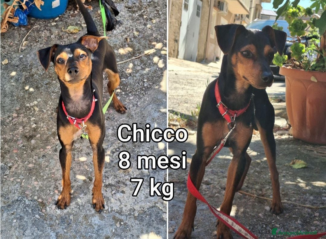 Meticcio cani CANI TAGLIA PICCOLA E CONTENUTA  - Annuncio 2