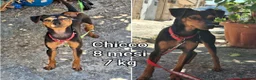 Meticcio cani in regalo: CANI TAGLIA PICCOLA E CONTENUTA  a Provincia di Pistoia - Annuncio 1