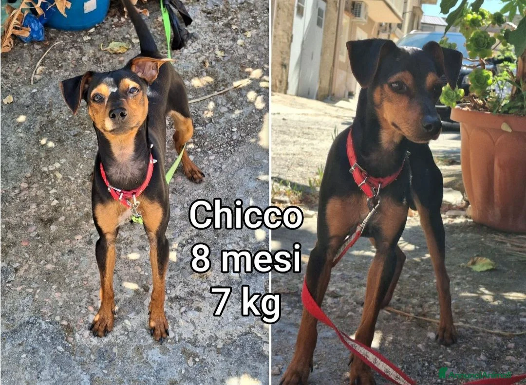 Meticcio cani in regalo: CANI TAGLIA PICCOLA E CONTENUTA  a Provincia di Pistoia - Annuncio 1