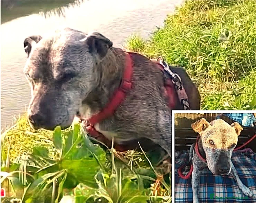 Meticcio cani in regalo: ADOZ.DEL💔: anziano,grave ha poco da vivere inbox? - Annuncio 1