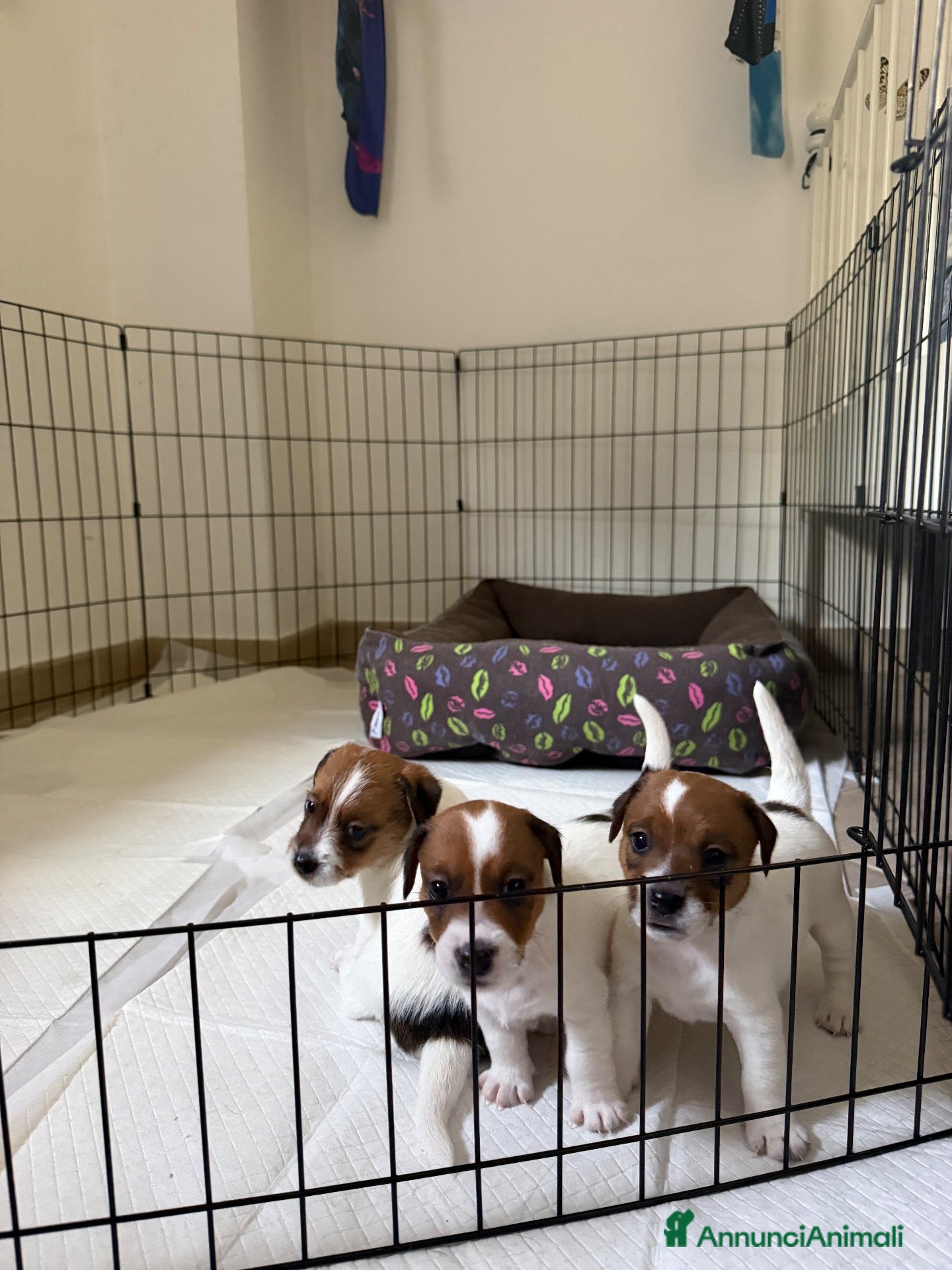 Jack Russell cani Cuccioli di Jack Russel Terrier con pedigree ENCI - Annuncio 2