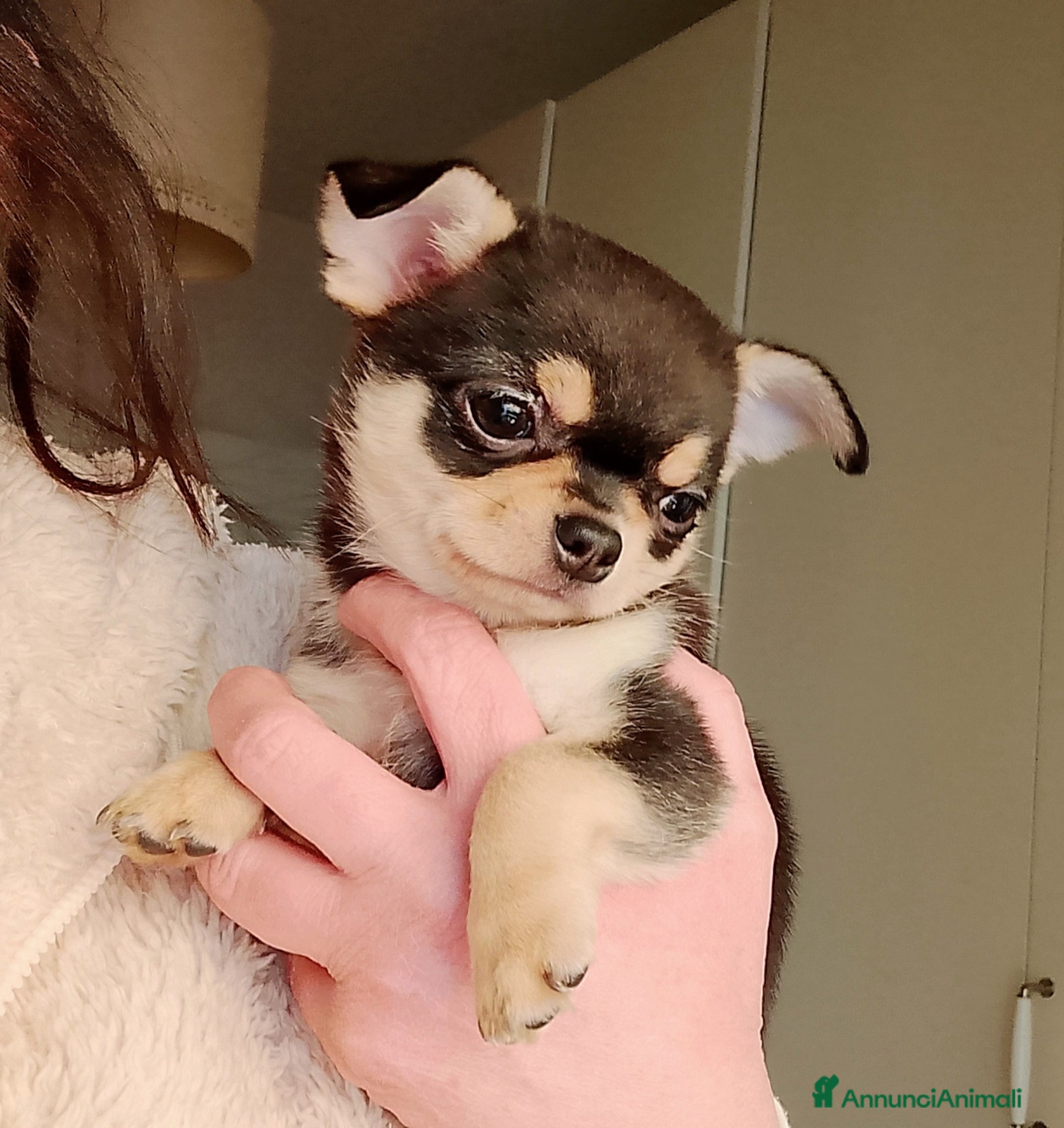 Chihuahua cani Chihuahua pedigree ENCI  - Annuncio 1