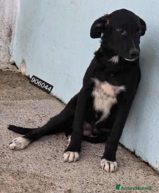 Meticcio cani Quasar - Annuncio 11