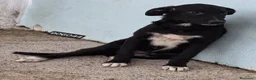 Meticcio cani in regalo: Quasar - Annuncio 1