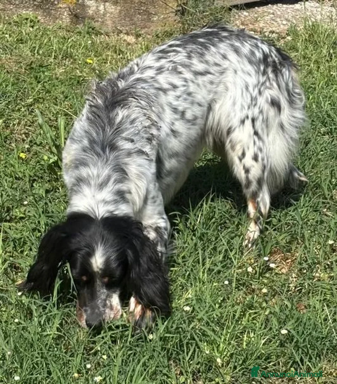 Setter Inglese cani in regalo: ZAIRA dolcissima setterina - Annuncio 2