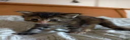 Maine Coon gatti in vendita: Bellissima cucciola Maine coon  - Annuncio 6