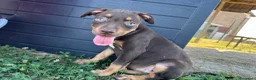 Pitbull cani in vendita: Cuccioli di Pit Bull con Pedigree anche a rate - Annuncio 4