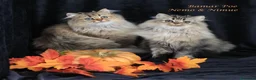British gatti in vendita: Bamar Poe cattery  - Annuncio 8