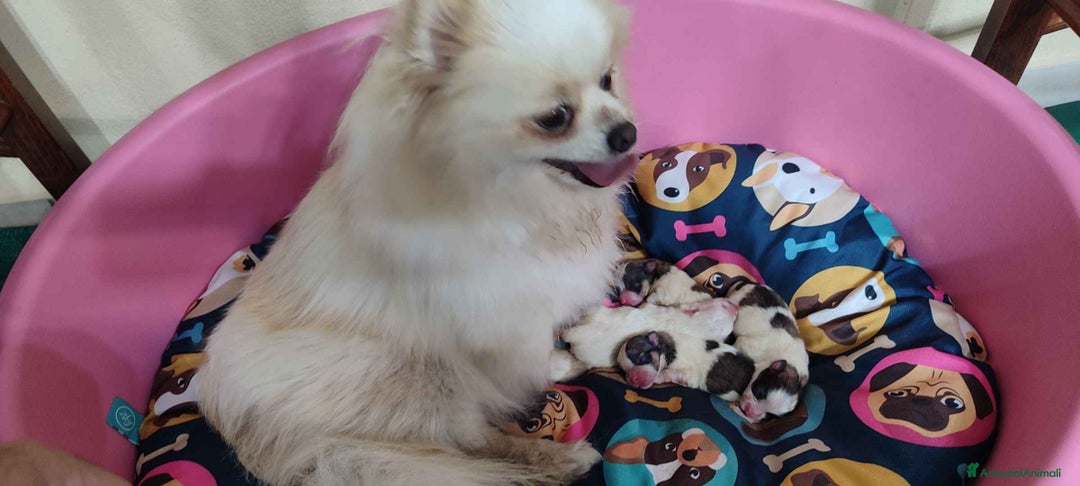 Spitz cani in vendita: Spitz Pomerania - Annuncio 4