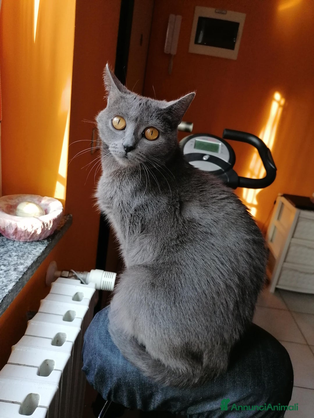 Immagine della galleria {{count}}