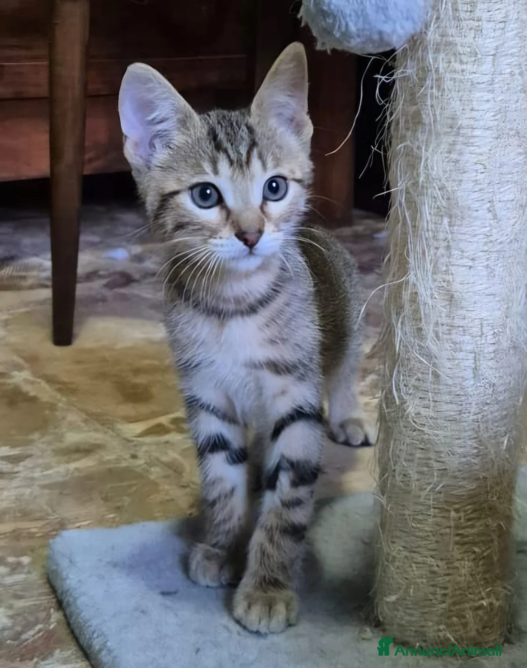 Europeo gatti in regalo: Quattro tigratini cercano casa - Annuncio 5