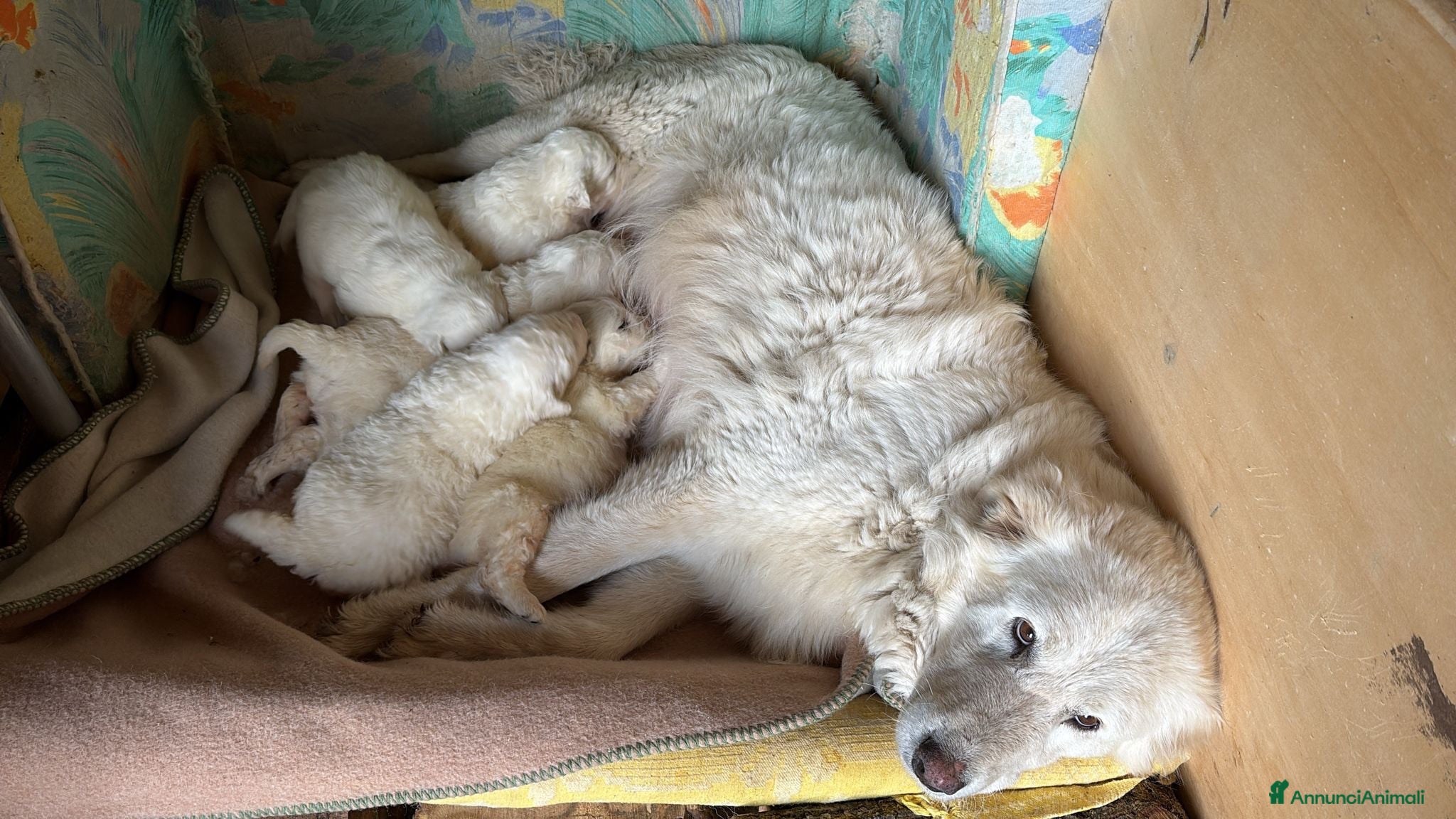 Pastore Abbruzzese Maremmano cani Cuccioli di Pastore Maremmano  - Annuncio 1