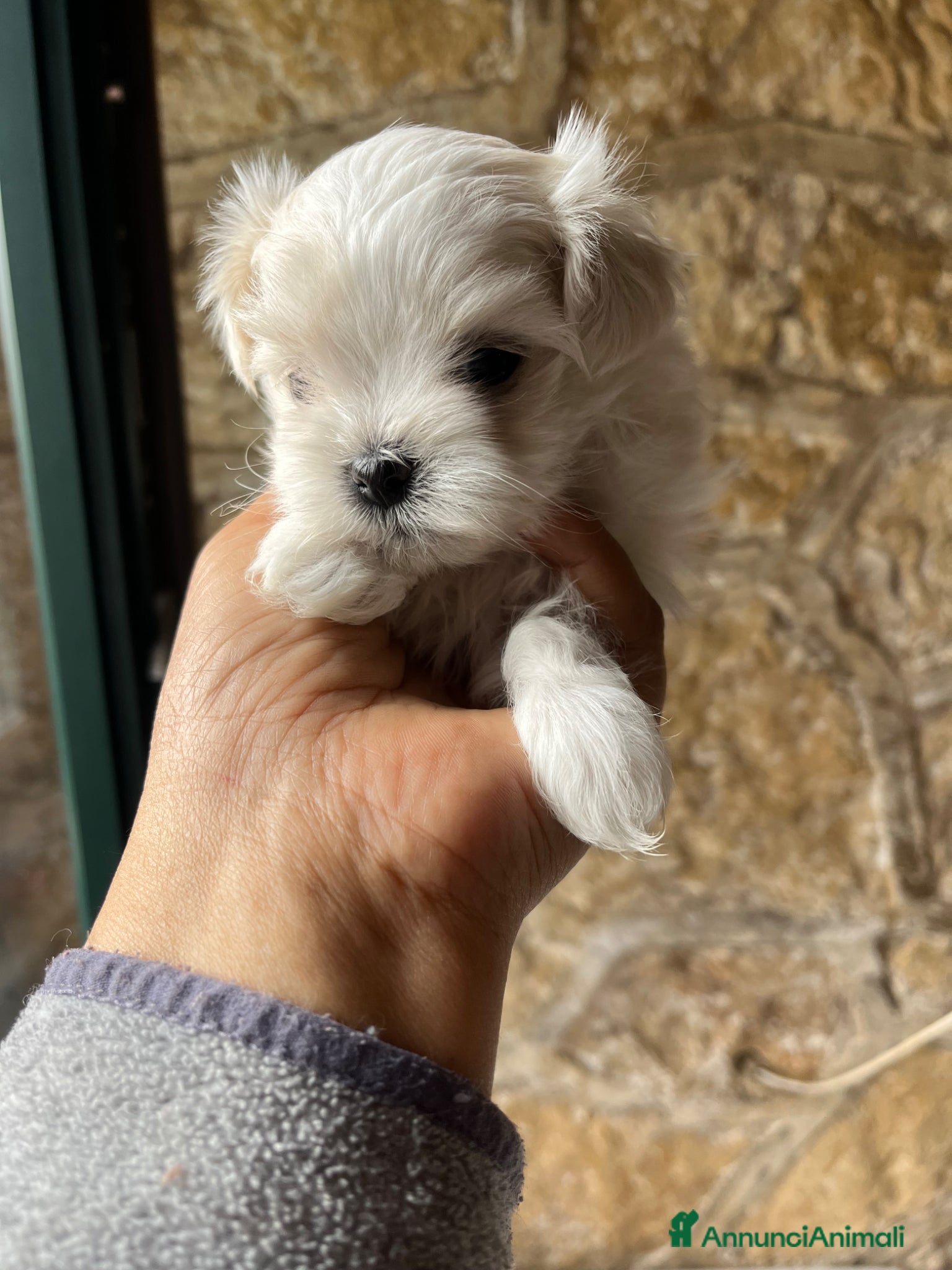 Maltese cani Speciale Maltesi per Pasqua - Annuncio 1