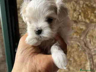 Maltese cani Speciale Maltesi per Pasqua - Annuncio 1