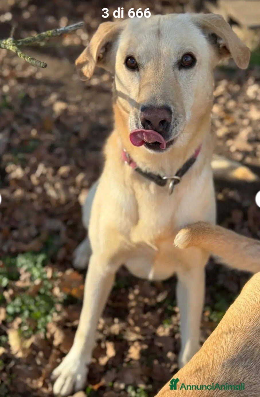 Meticcio cani Vasco 4anni tg contenuta non trova pace! LOMBARDIA - Annuncio 39