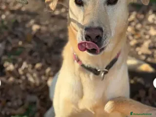 Meticcio cani Vasco 4anni tg contenuta non trova pace! LOMBARDIA - Annuncio 39