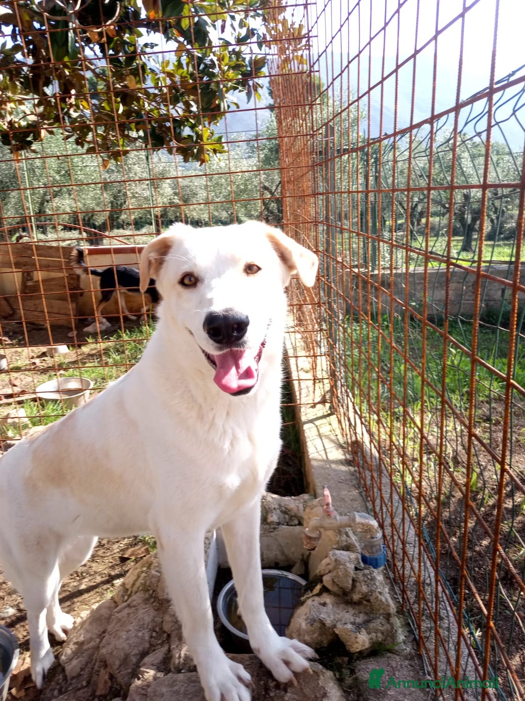 Meticcio cani in regalo: Nuage: cucciolona taglia media socievole  a Città Metropolitana di Genova - Annuncio 5