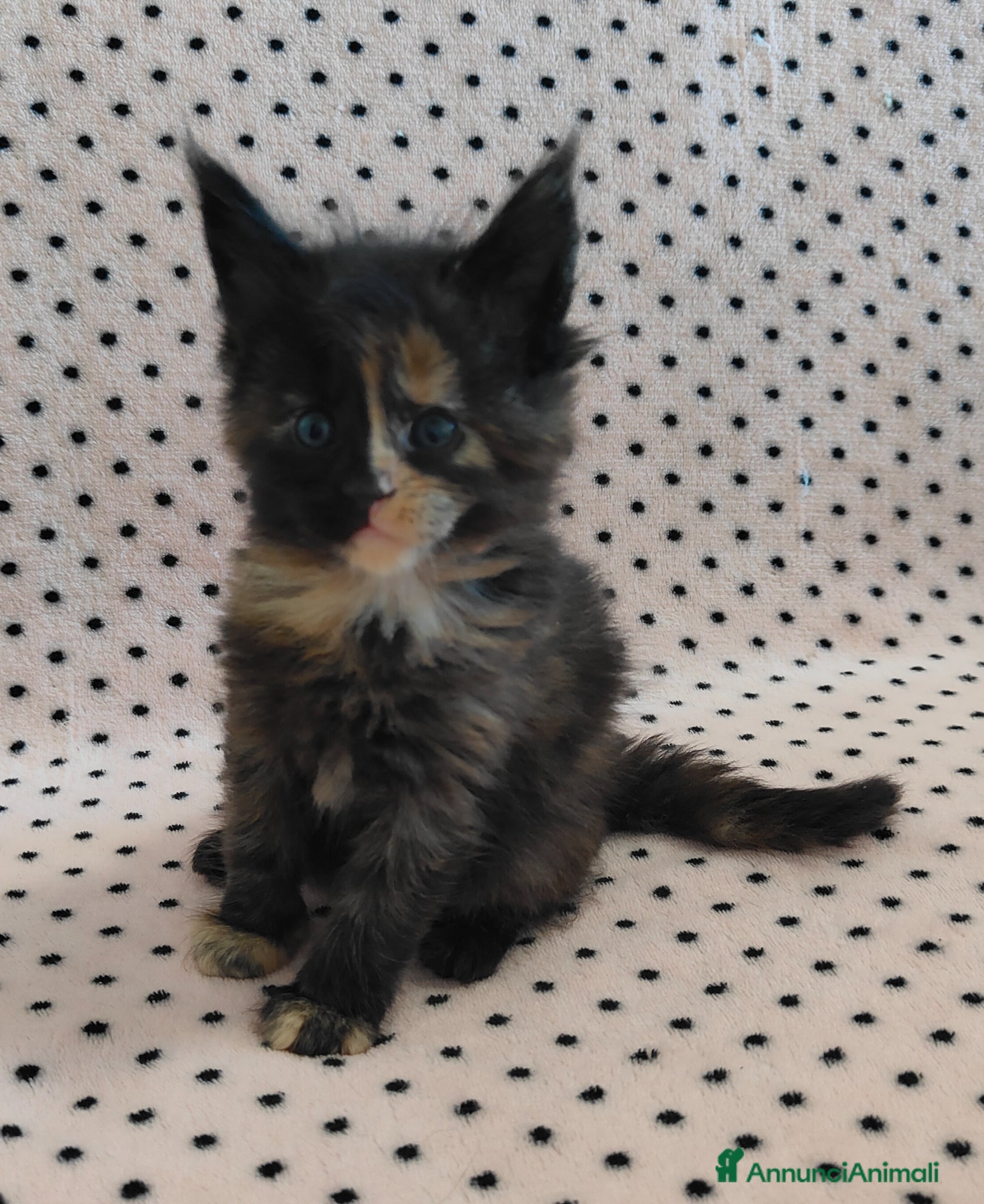 Maine Coon gatti Cucciole di Maine coon  - Annuncio 1