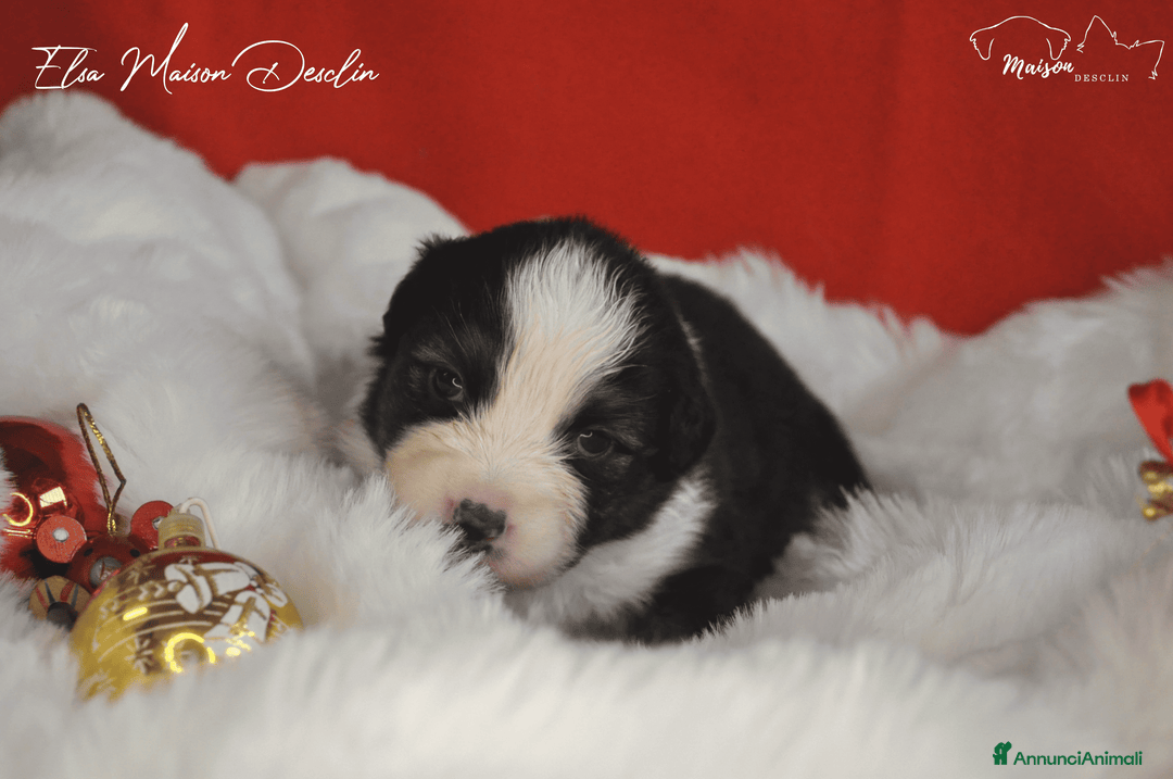 Australian Shepherd cani in vendita: Cuccioli Australian Shepherd - Annuncio 5