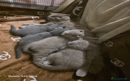 British gatti in vendita: British a Provincia di Biella - Immagine 14