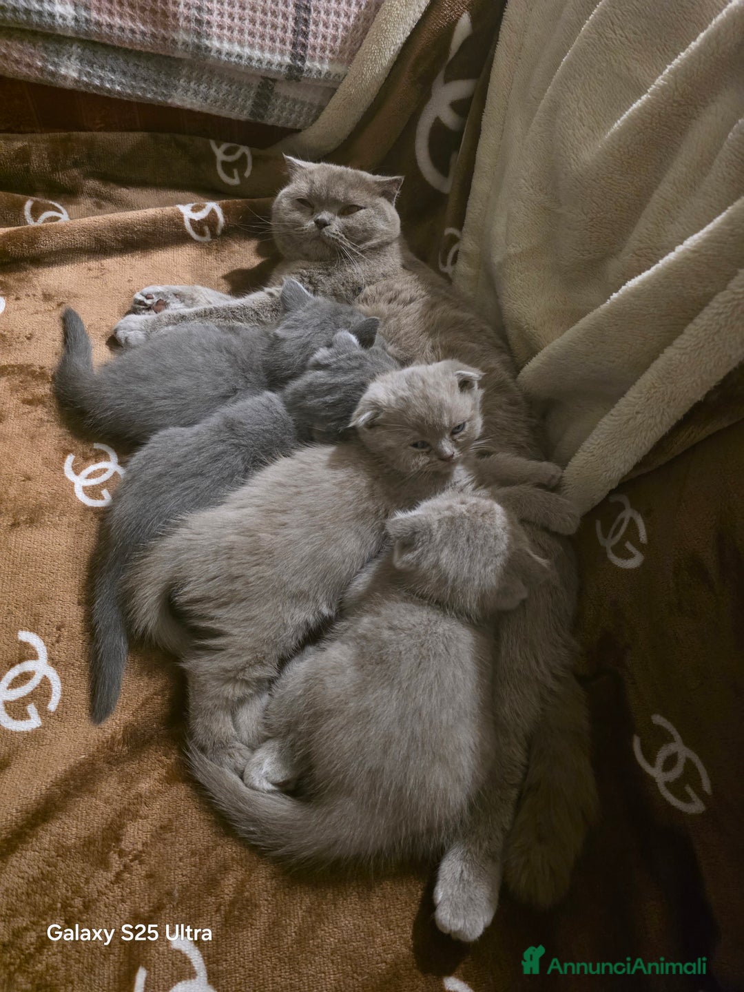British gatti in vendita: British a Provincia di Biella - Immagine 14