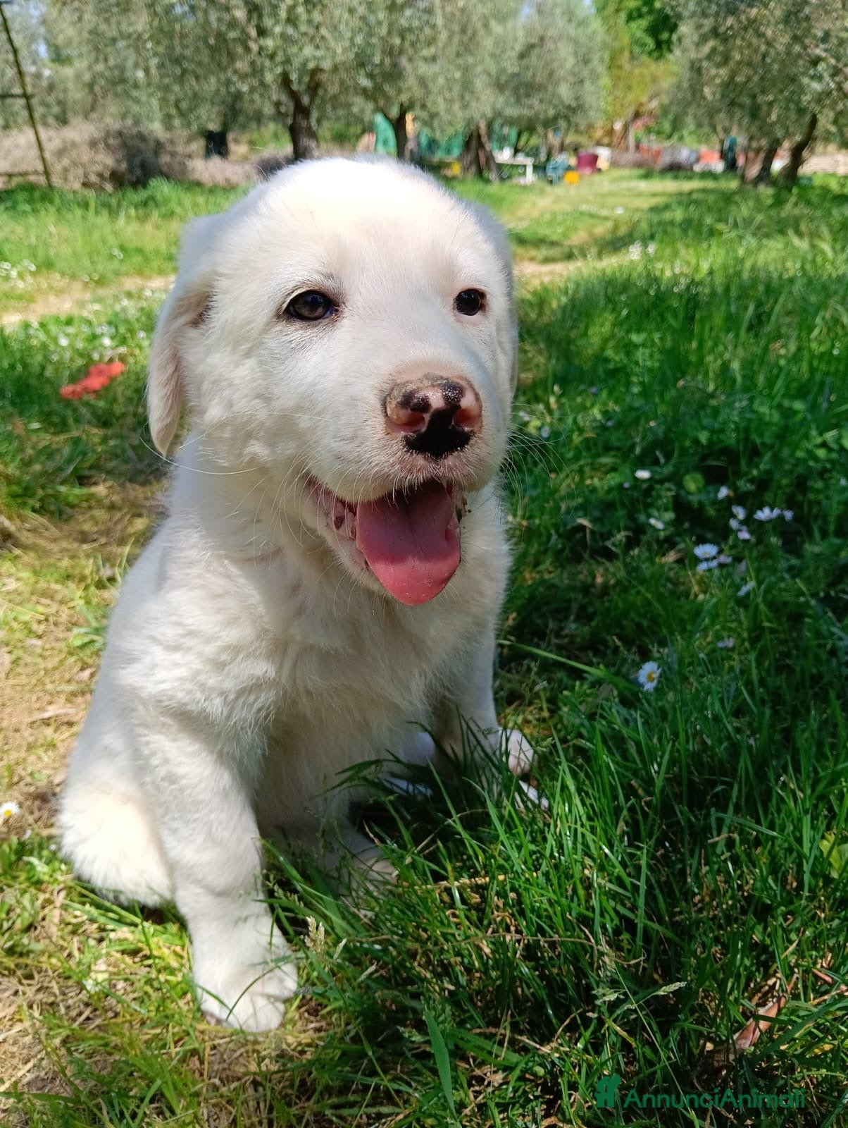 Meticcio cani Femmine taglia media 2 mesi - Annuncio 13