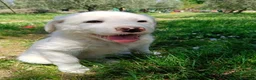 Meticcio cani in regalo: Femmine taglia media 2 mesi - Annuncio 1