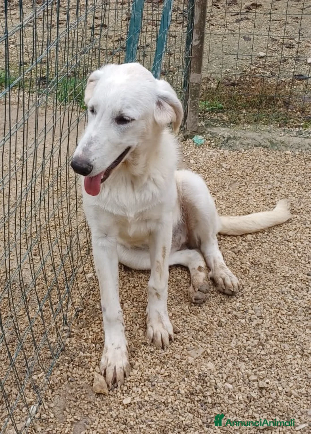 Meticcio cani in regalo: ZULEIA DEMYR E TINA SIMIL LABRADORINI - Annuncio 9