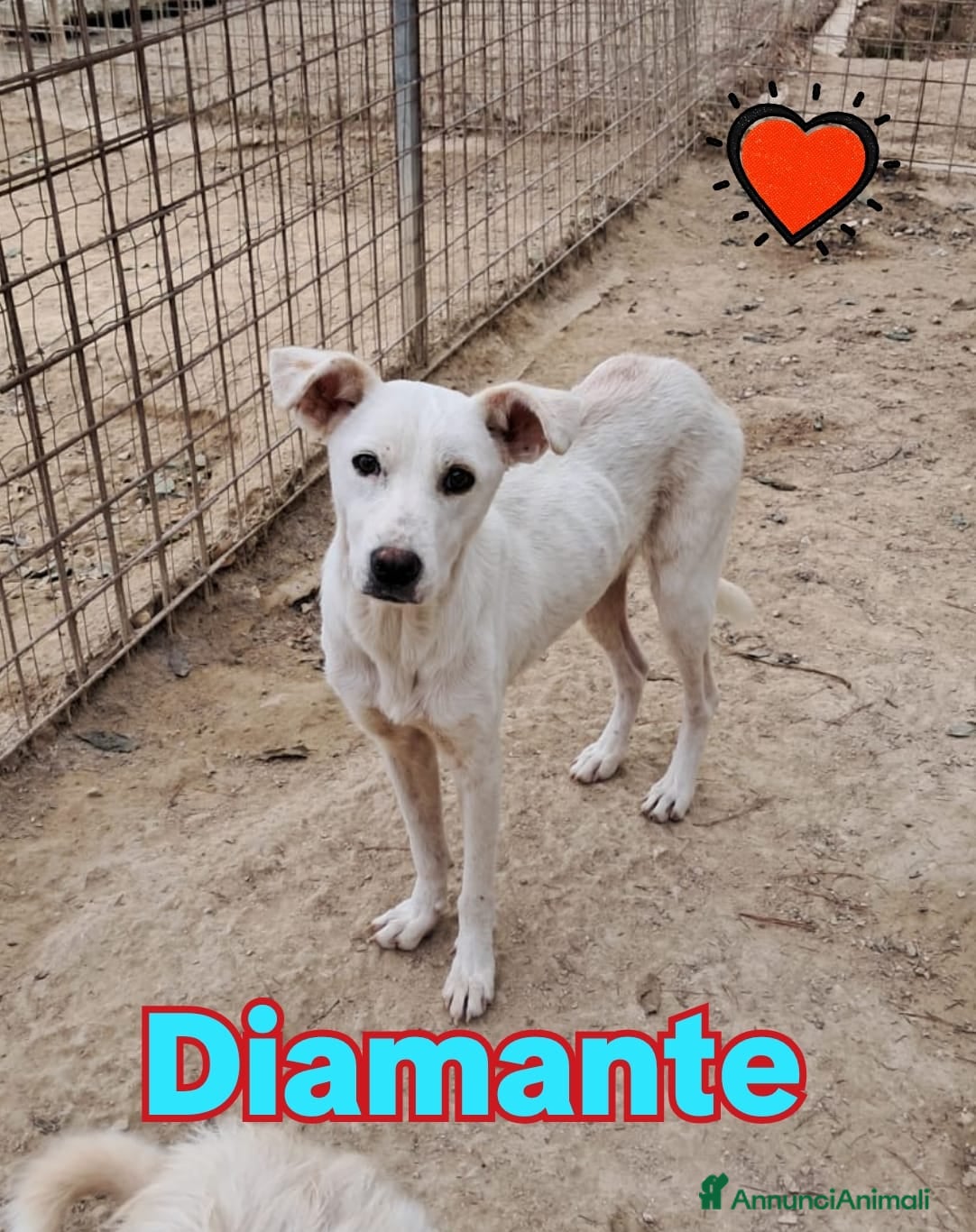 Meticcio cani DIAMANTE cucciolo  - Annuncio 34