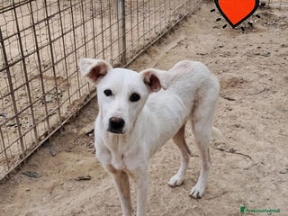 Meticcio cani DIAMANTE cucciolo - Annuncio 32