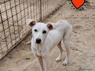 Meticcio cani DIAMANTE cucciolo - Annuncio 31