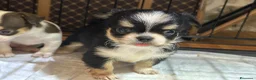 Chihuahua cani in vendita: Chihuahua pedigree Enci - DNA depositato  - Annuncio 3