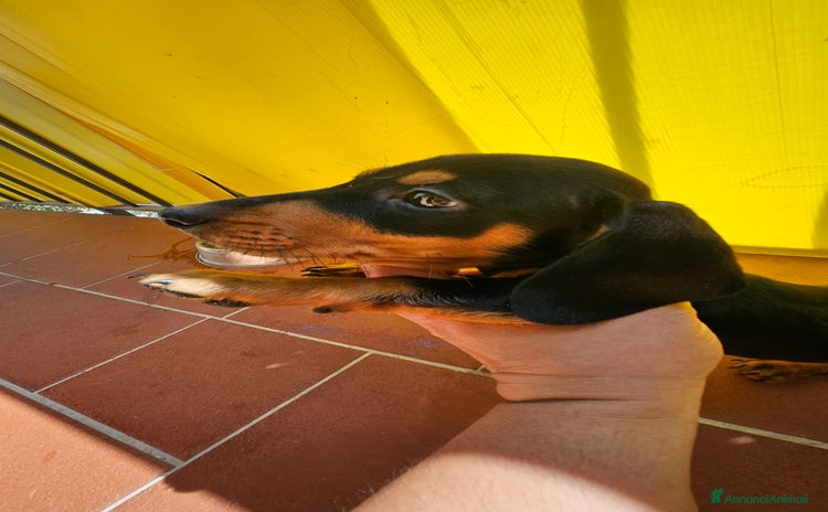 Bassotto cani in vendita a Città metropolitana di Palermo - Annuncio 5