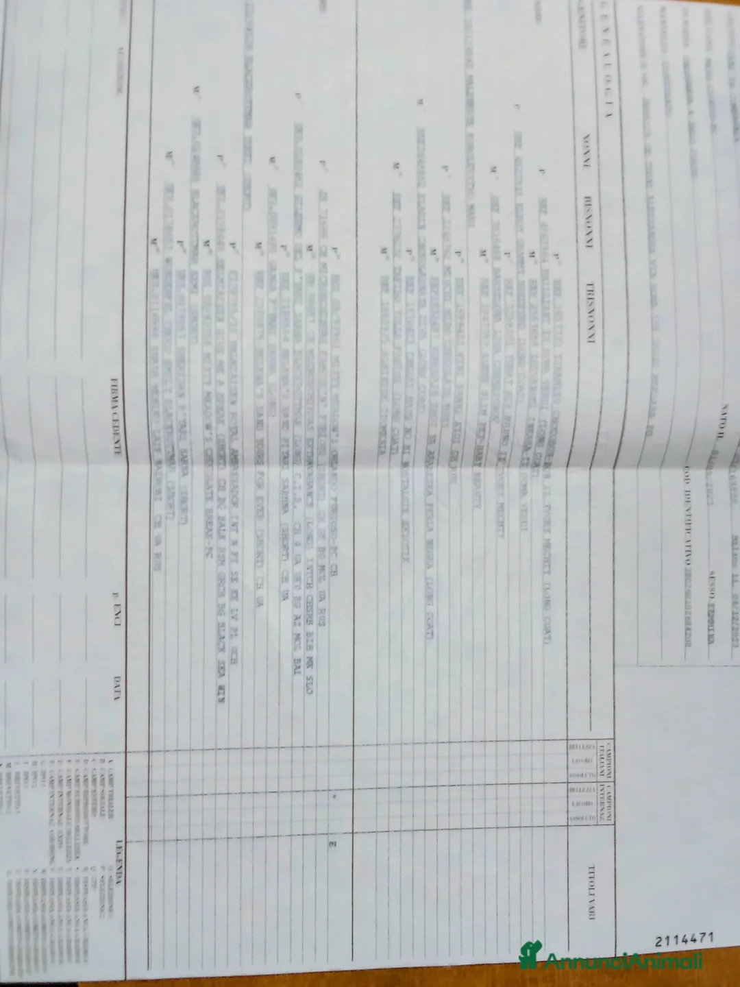 Chihuahua cani in vendita: Cuccioli di chihuahua PEDIGREE ENCI, - Annuncio 2