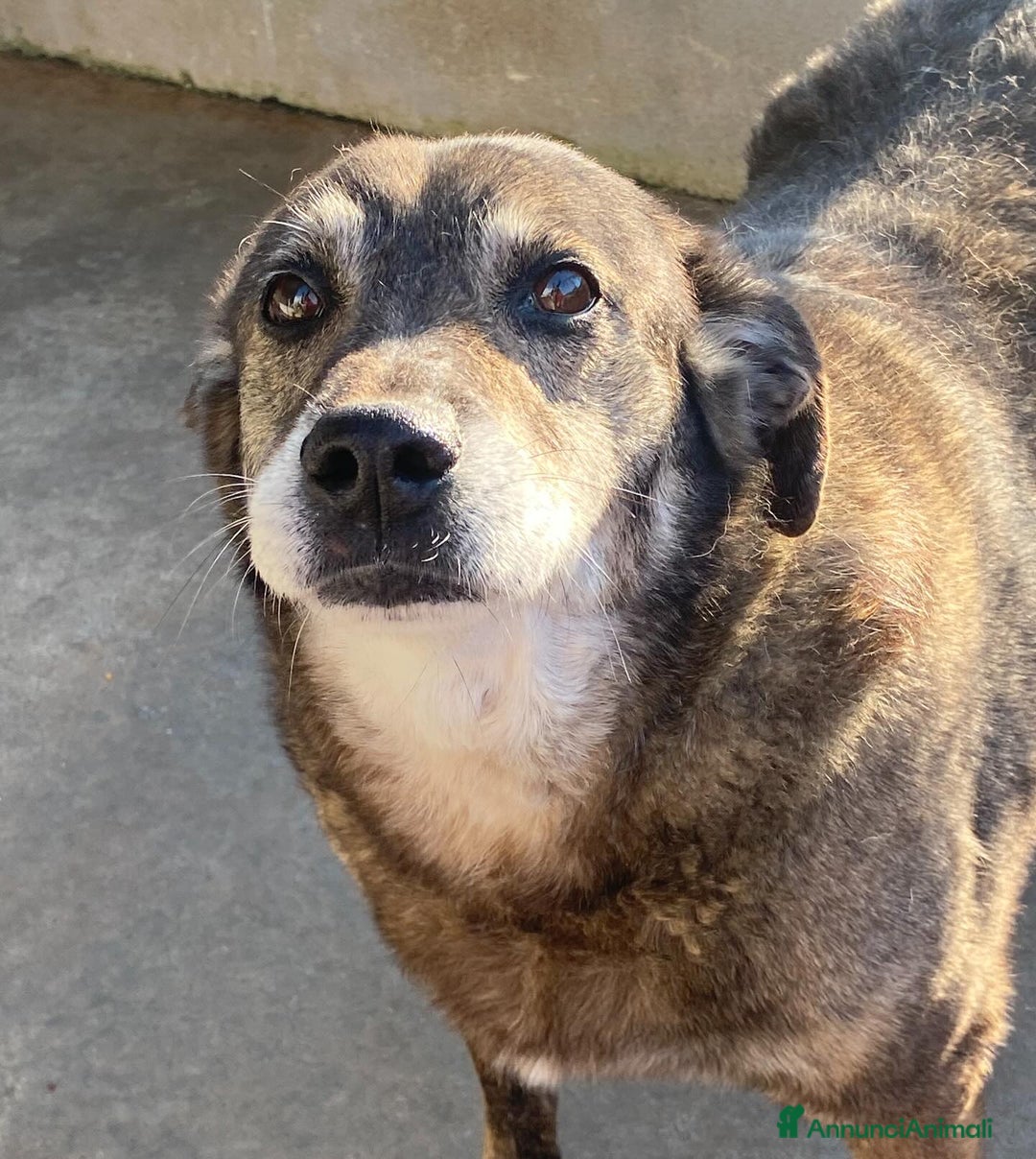 Meticcio cani in regalo: TIMON dolce cagnolino 9 anni cerca adozione a Provincia di Latina - Annuncio 5